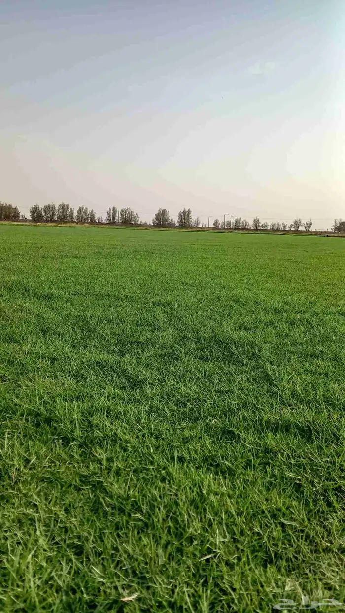 توريد جميع انواع الثيل الطبيعي سي 2000فرنسي 3