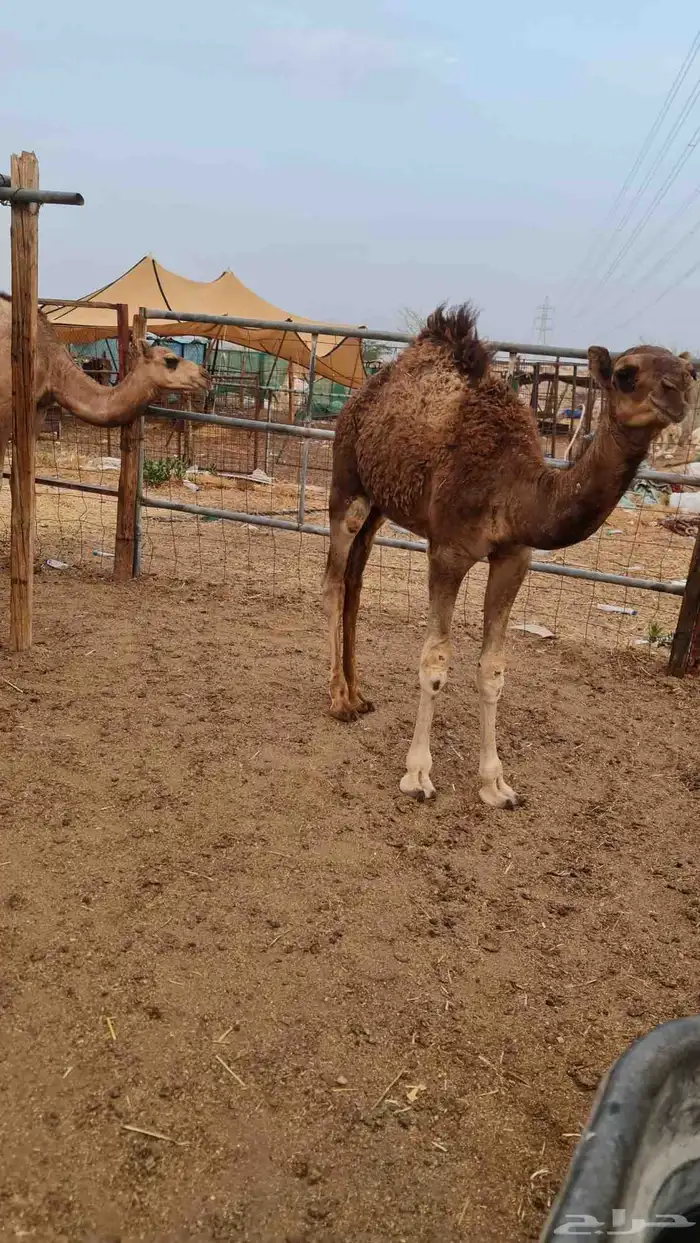 قعود لباني للبيع ( تم البيع خارج الموقع ) 1