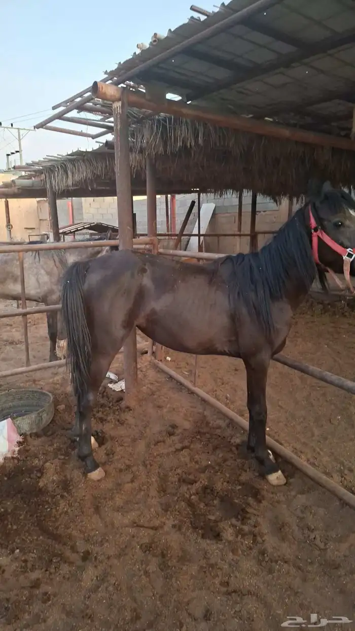 مهره شعبيه دهما 0