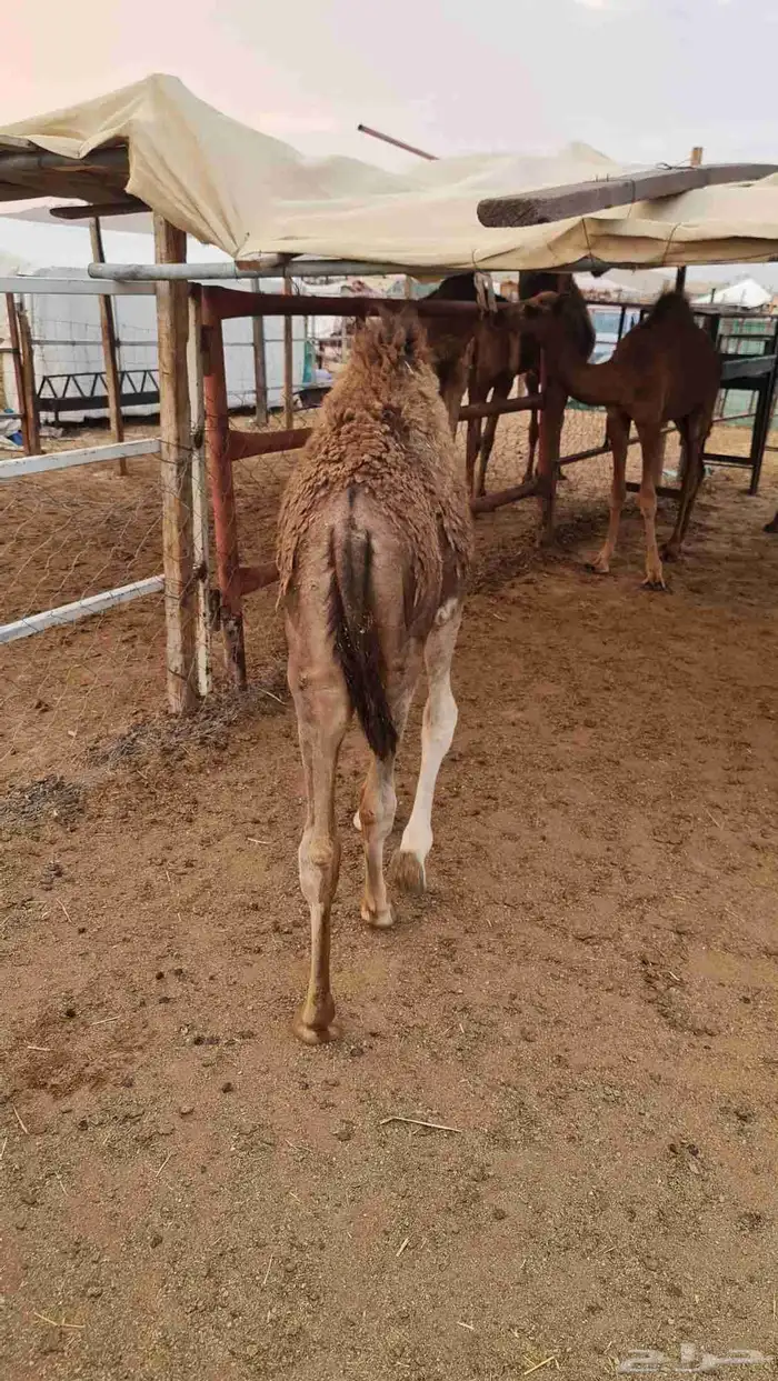 قعود لباني للبيع ( تم البيع خارج الموقع ) 3