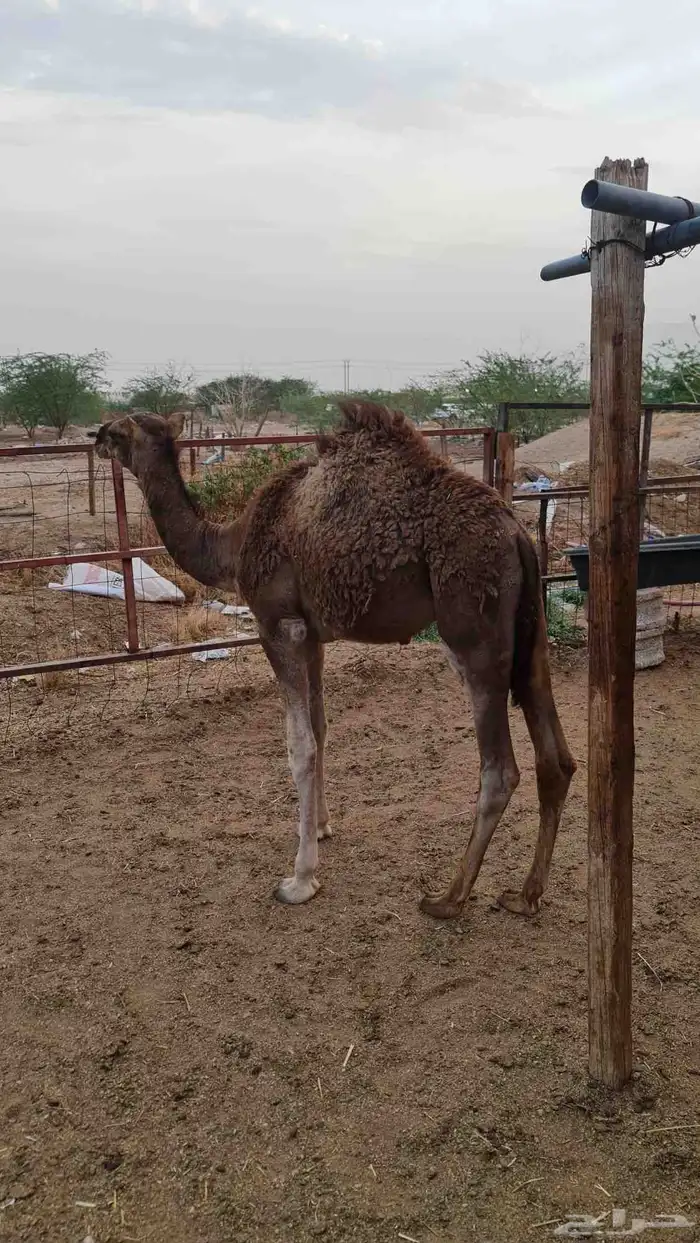 قعود لباني للبيع ( تم البيع خارج الموقع ) 6