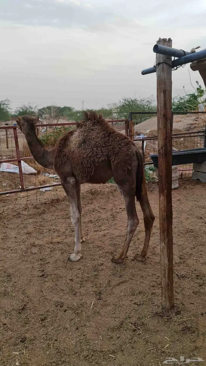 قعود لباني للبيع ( تم البيع خارج الموقع ) 7