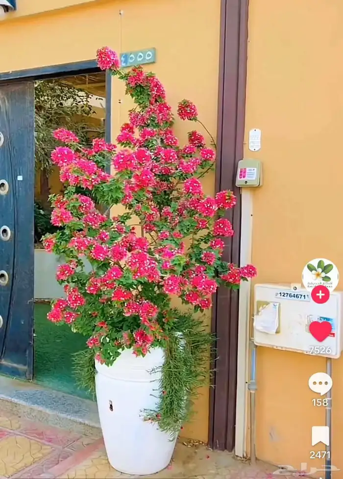 تنسيق حدائق 29