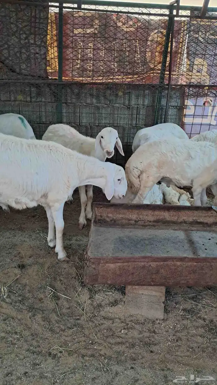 للبيع ذبايح نضاف وشحم تيوس وطليان وسواكن 4