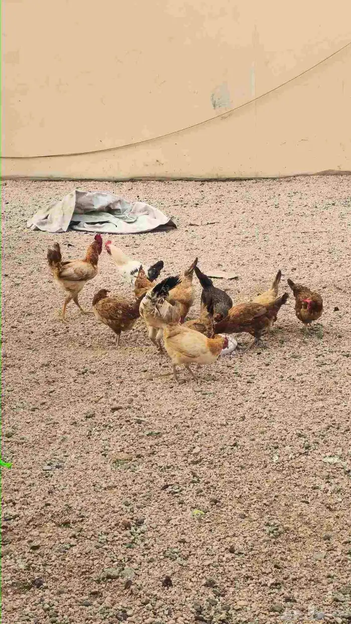 9 دجاج بياض بصحة ممتازة و3 ديك 2