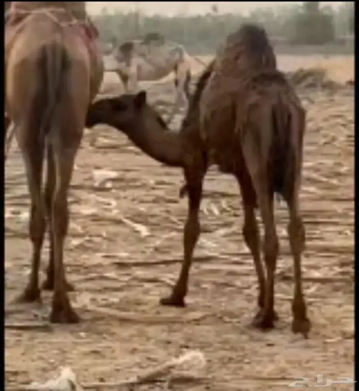 للبيع مقصب ان بغيته قصب ولا الي تبي القعود كفو كفو مررره 2