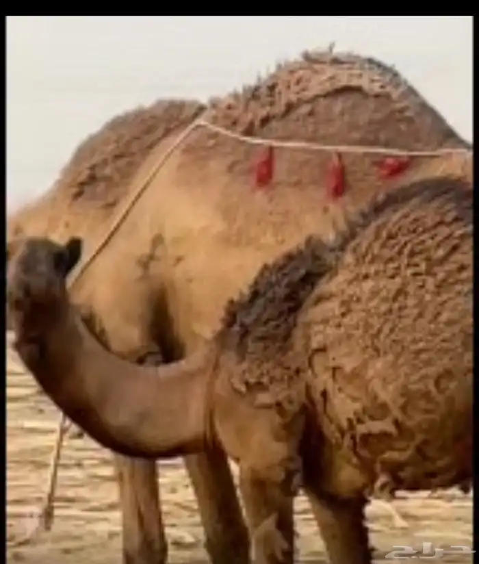 للبيع مقصب ان بغيته قصب ولا الي تبي القعود كفو كفو مررره 1