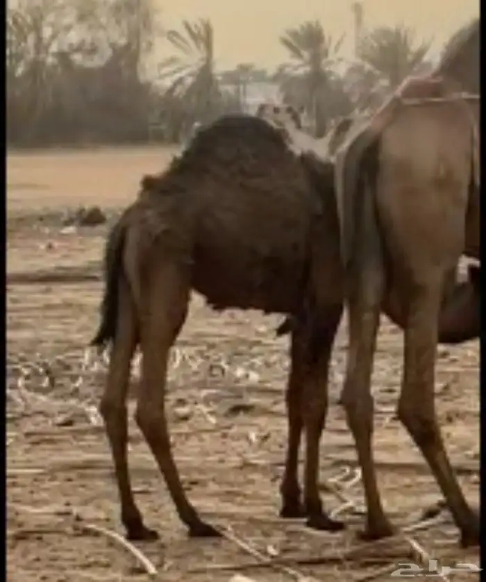 للبيع مقصب ان بغيته قصب ولا الي تبي القعود كفو كفو مررره 3