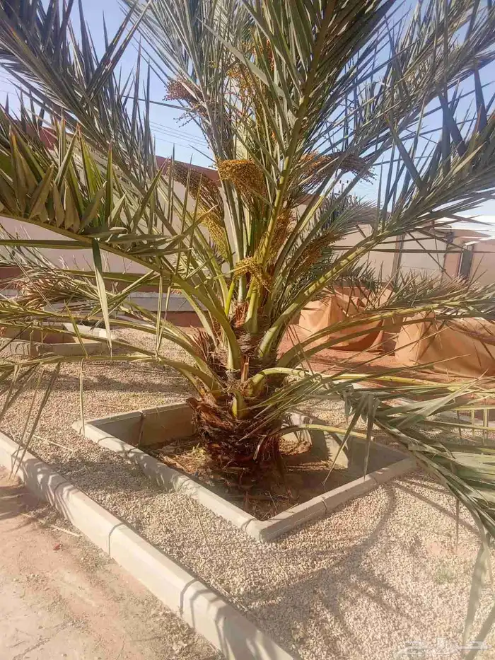 نخيل للبيع بجميع أنواعه ومقاساته 0