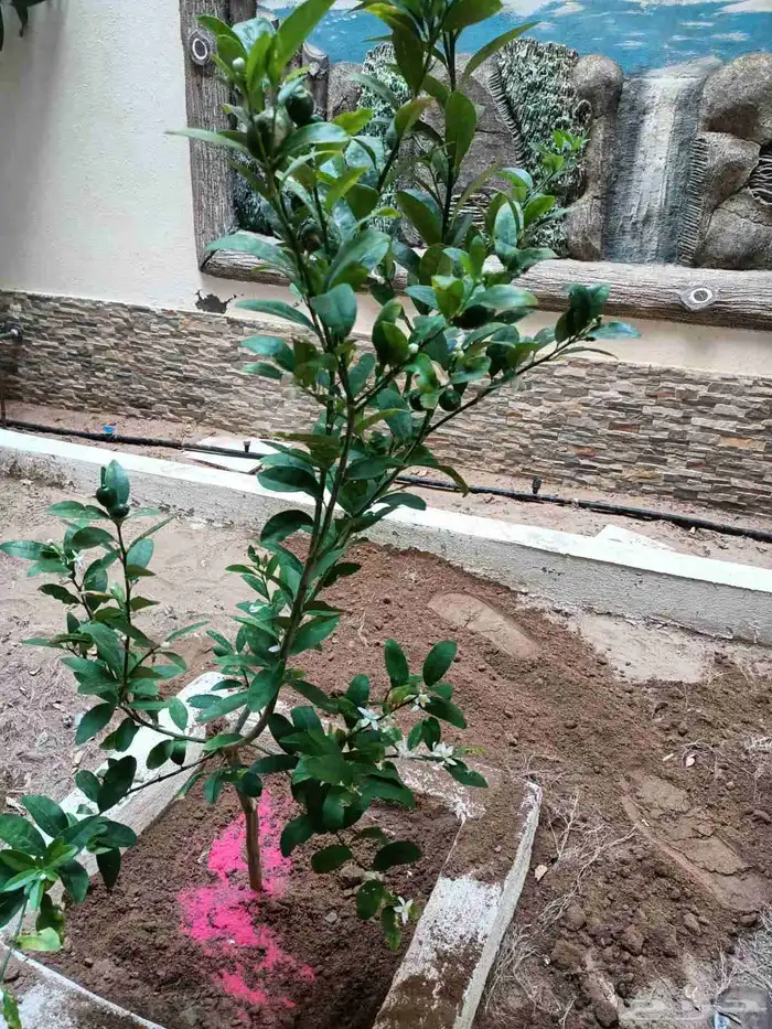تنسيق حدائق 13