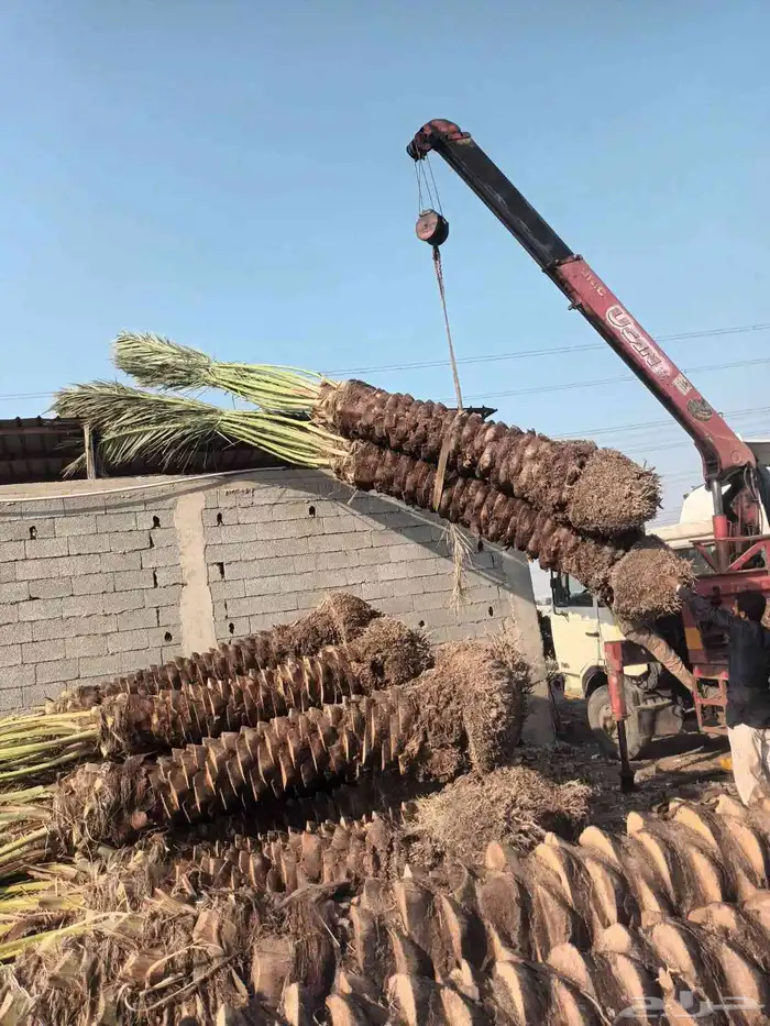 يوجد لدينا جميع انواع النخيل وتركيب الشبوك مصداقية في الوعد 6