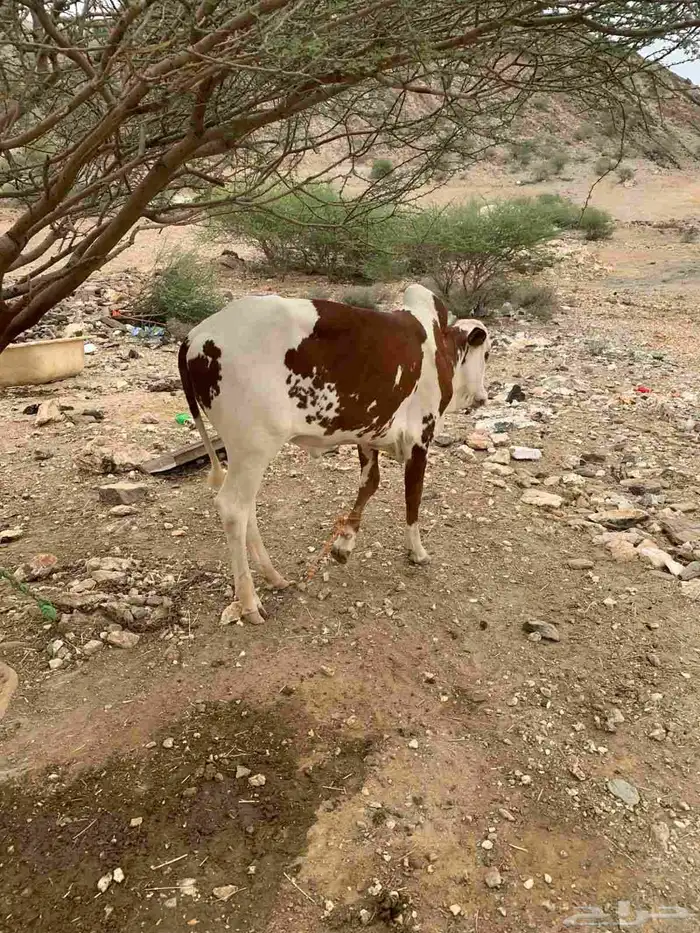 حسيل اللبيع 3