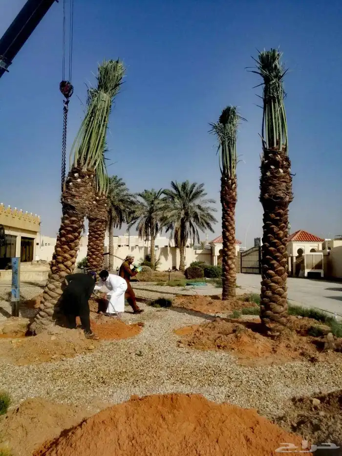 نخل مثمر للبيع منوع نقايل صقعي برحي سكري شيشي ونانه 7