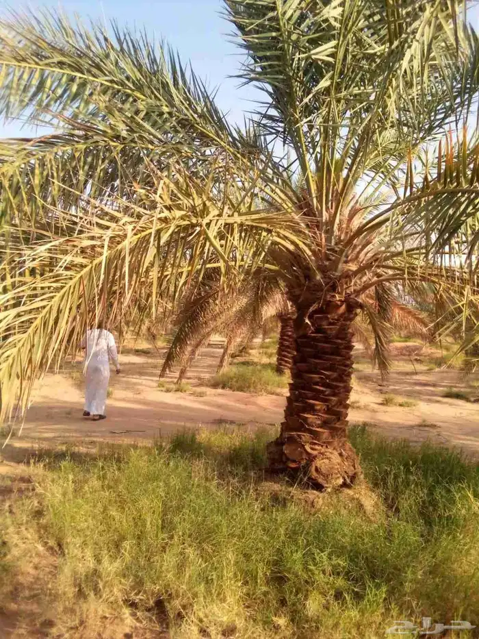 زراعه نخيل 3