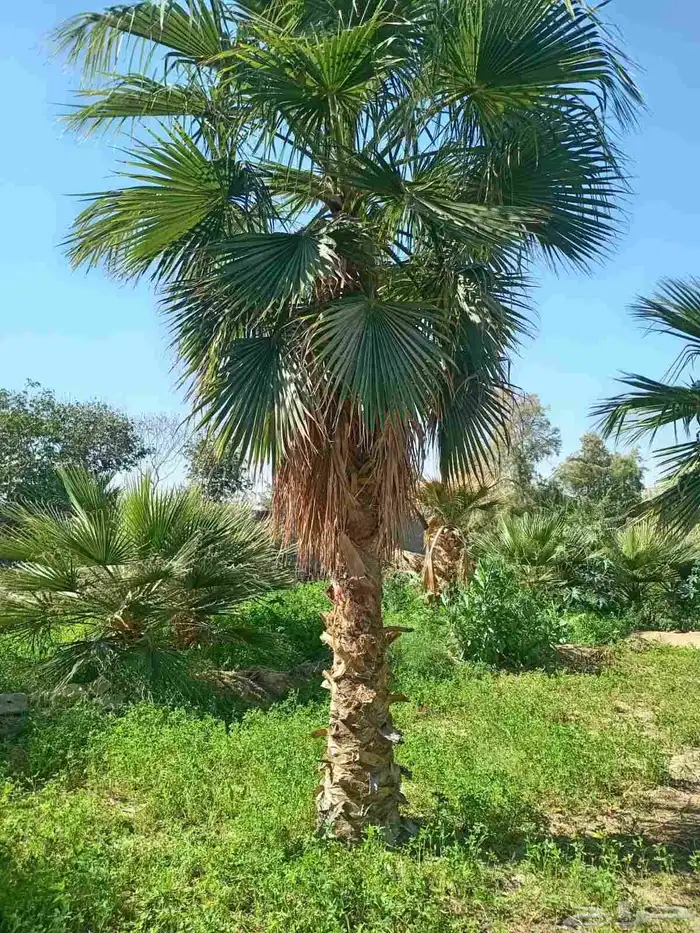 مقاول تنسيق حدائق مقاول تنضيف قصور مقاول نخل مقاول تزين ملحق 4