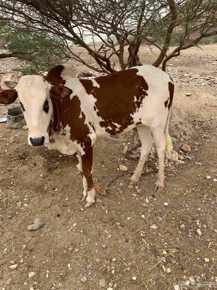 حسيل اللبيع 0