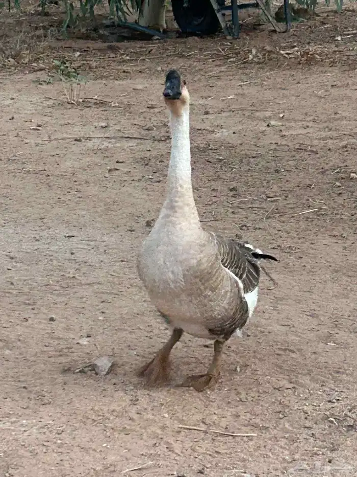 وز عراقي 1