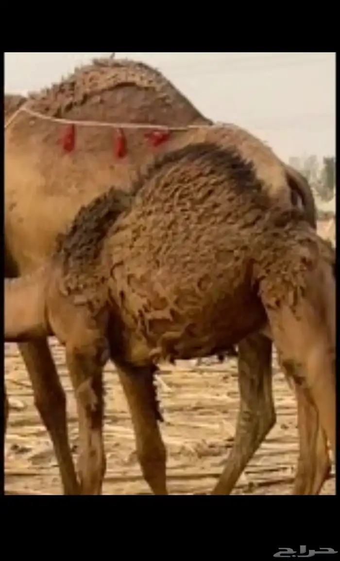 للبيع مقصب ان بغيته قصب ولا الي تبي القعود كفو كفو مررره 0
