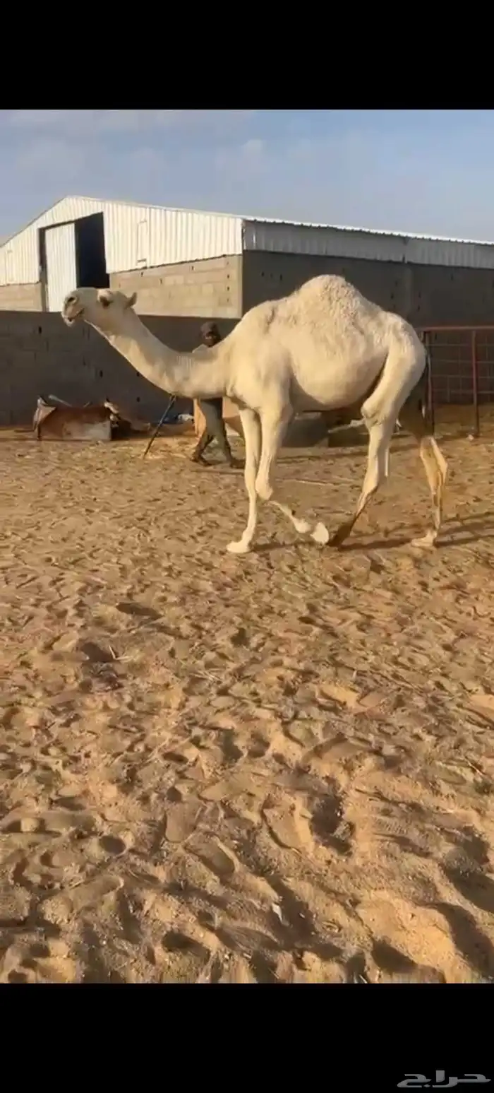قعود رماني على بعير المهيدب السن مفرود 1