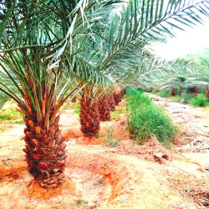 نخل مثمر للبيع منوع نقايل صقعي برحي سكري شيشي ونانه 9