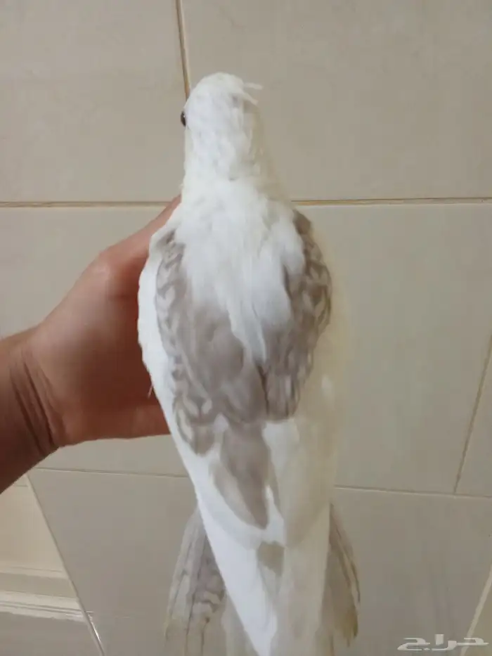 طير كروان اليف للبيع 1