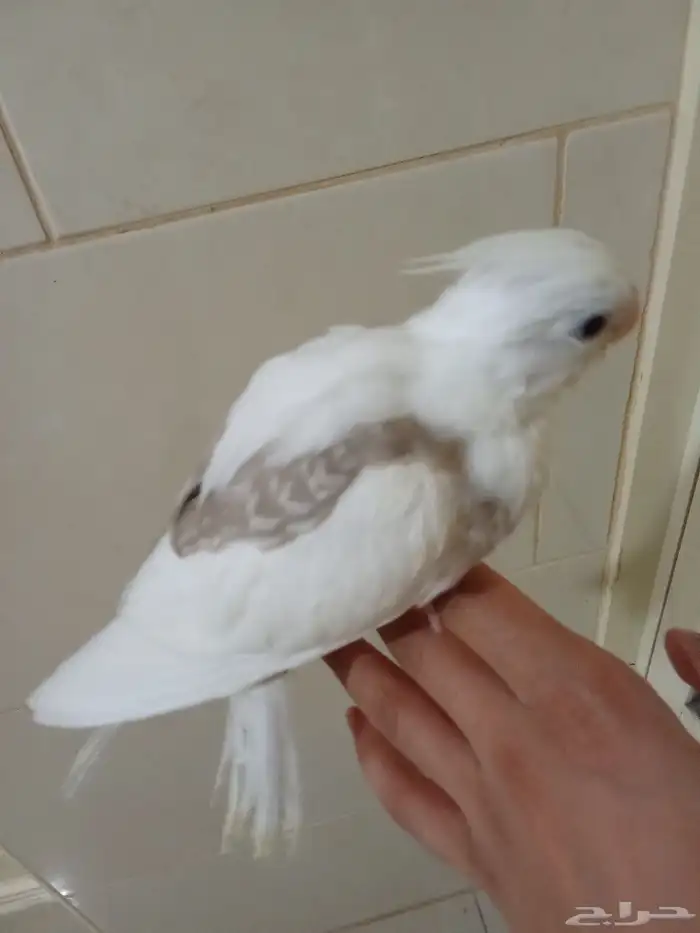 طير كروان اليف للبيع 3