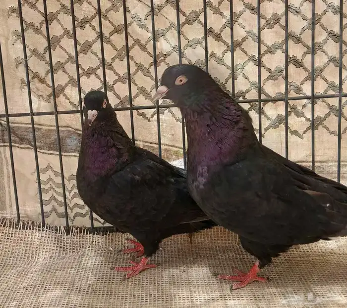 حمام قطيفي 4