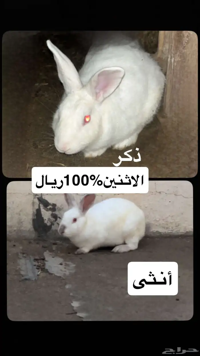 ارنب 0