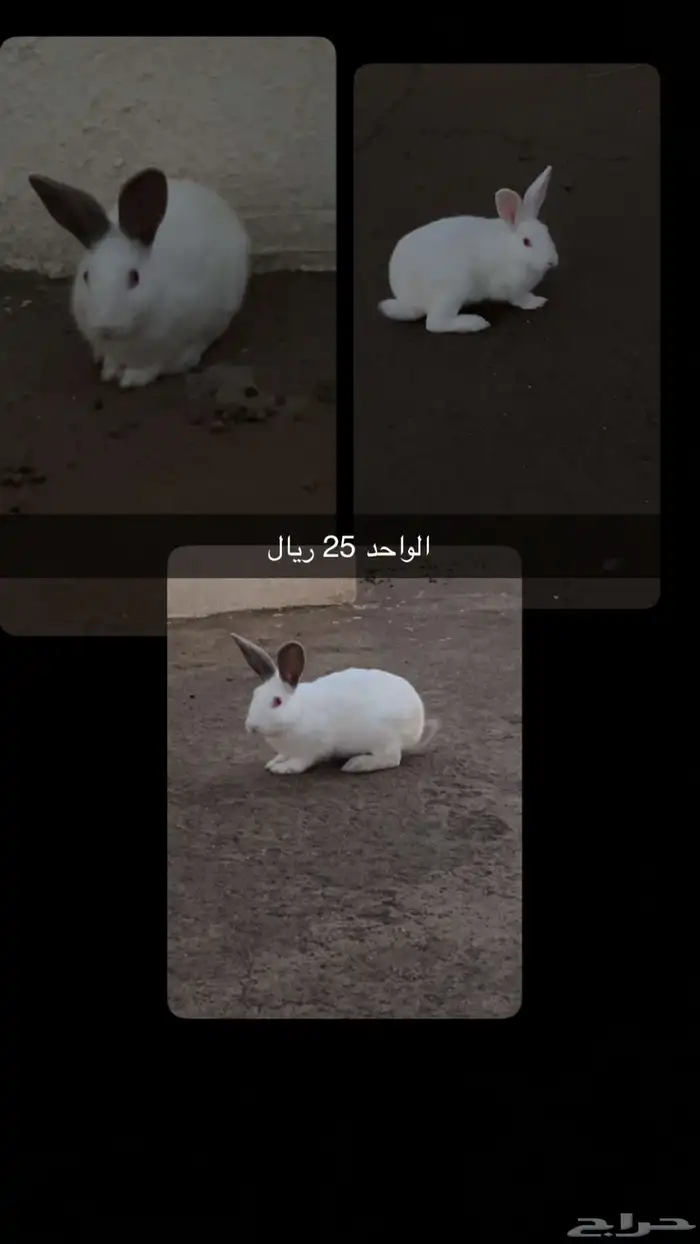 ارنب 1