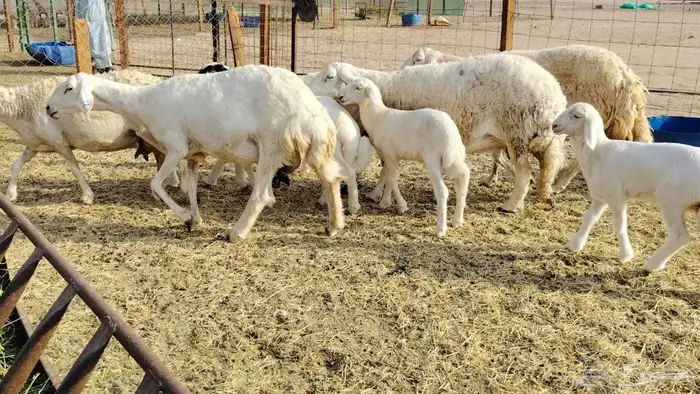 ضان حريات متابيع 5تحتها 5بهم كبار 2