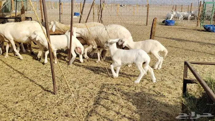 ضان حريات متابيع 5تحتها 5بهم كبار 3