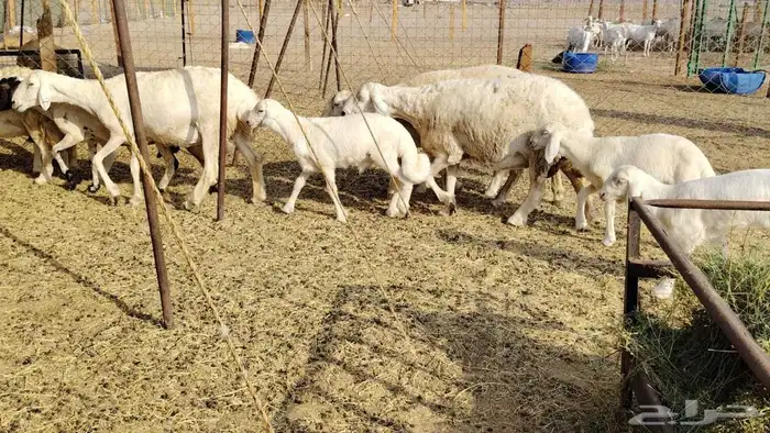 ضان حريات متابيع 5تحتها 5بهم كبار 4