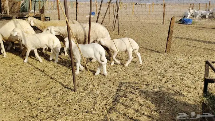 ضان حريات متابيع 5تحتها 5بهم كبار 1