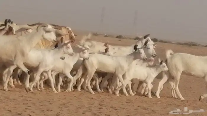 ماعز بيشيات مقاني خلقات بفحلها 27 رأس 38