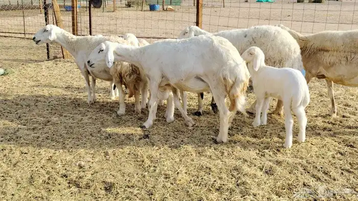 ضان حريات متابيع 5تحتها 5بهم كبار 5