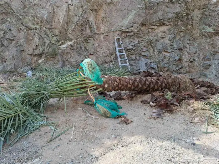 نخيل عربي للبيع جميع الانواع والمقاسات وصل مزروع 3