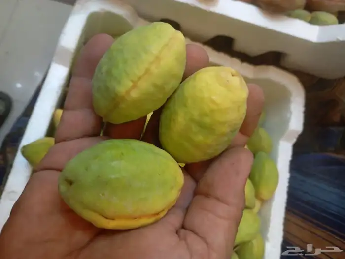 لوز احمر 6