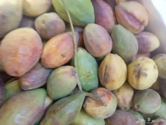لوز احمر 3