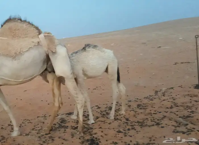 2 حيران على حليب للبيع 1