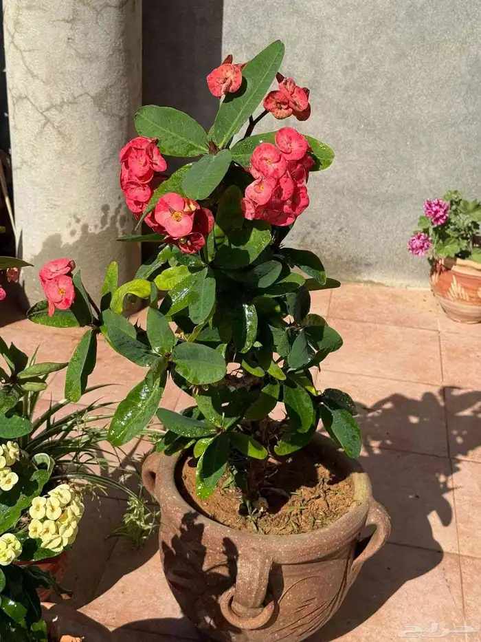 مشتل نور نبات تاج الشوك 5