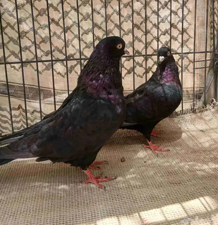 حمام قطيفي 3