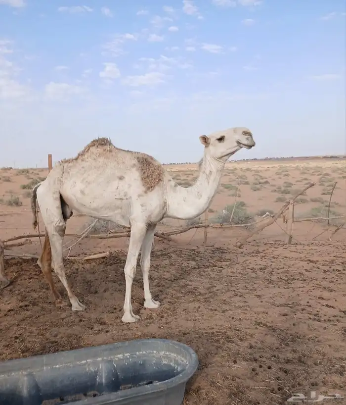 ناقه ضروبه شقحاء 1