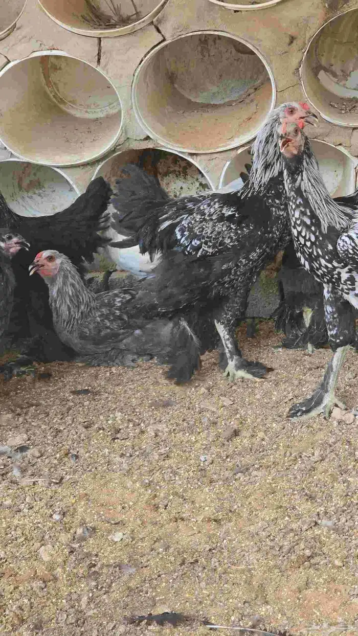دجاج براهما نادر فخم اللوان جميله للبيع العدد 30 1