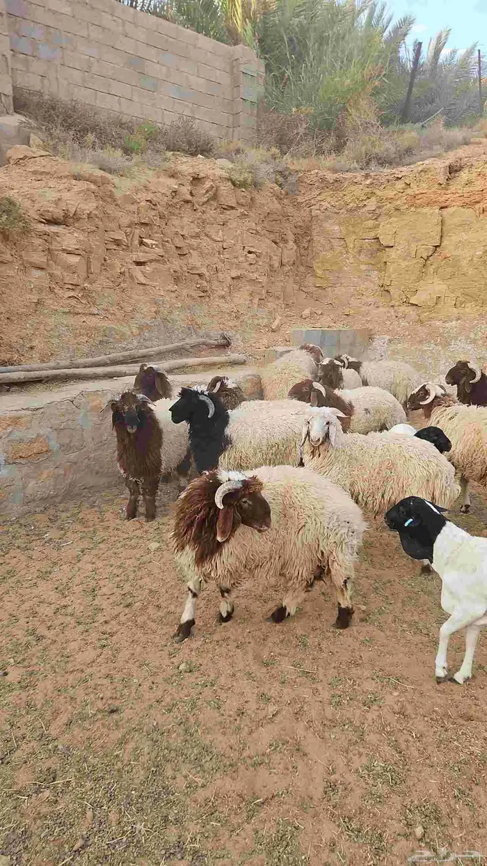 خرفان جذعان 4