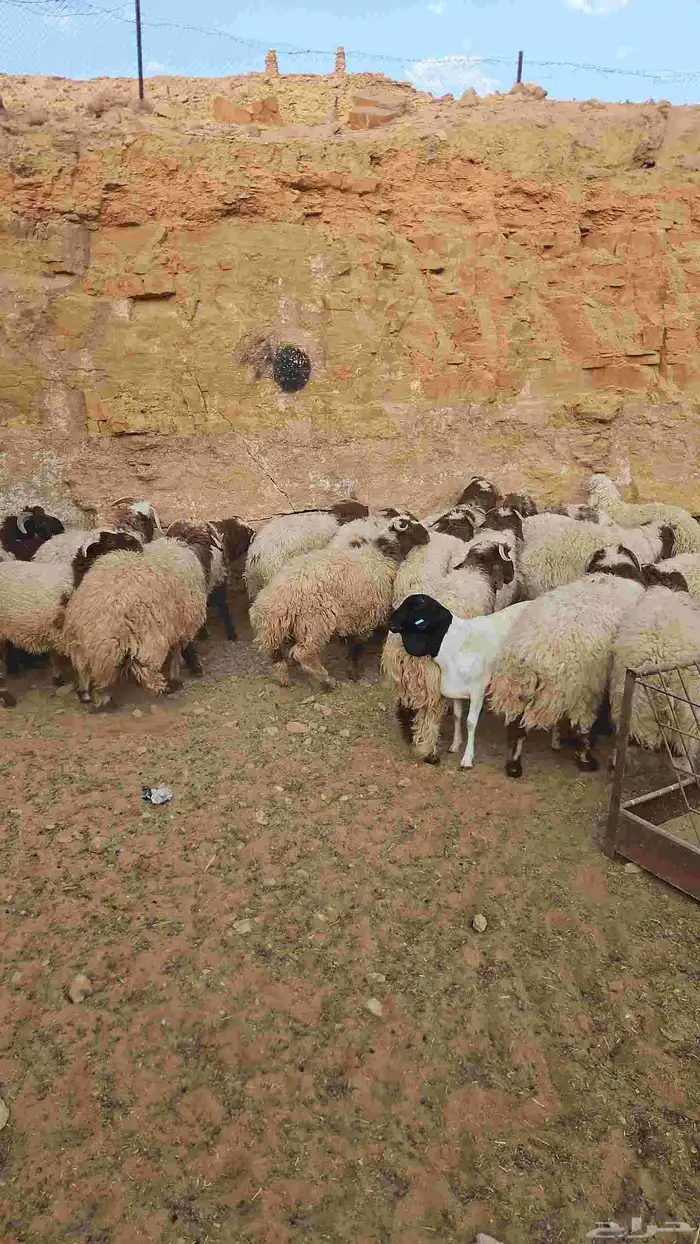 خرفان جذعان 1