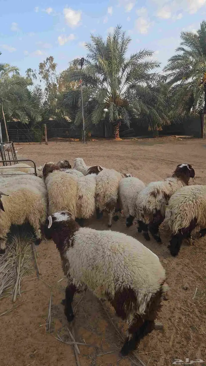 خرفان جذعان 0