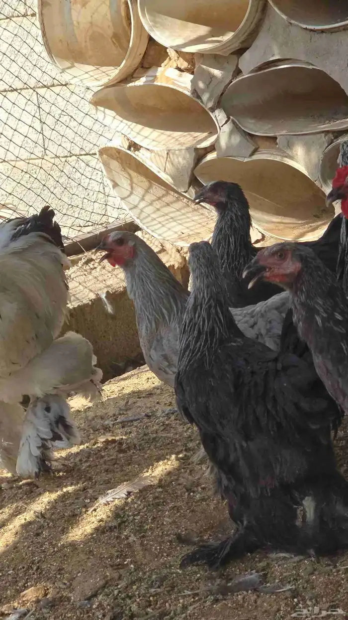 دجاج براهما نادر فخم اللوان جميله للبيع العدد 30 3