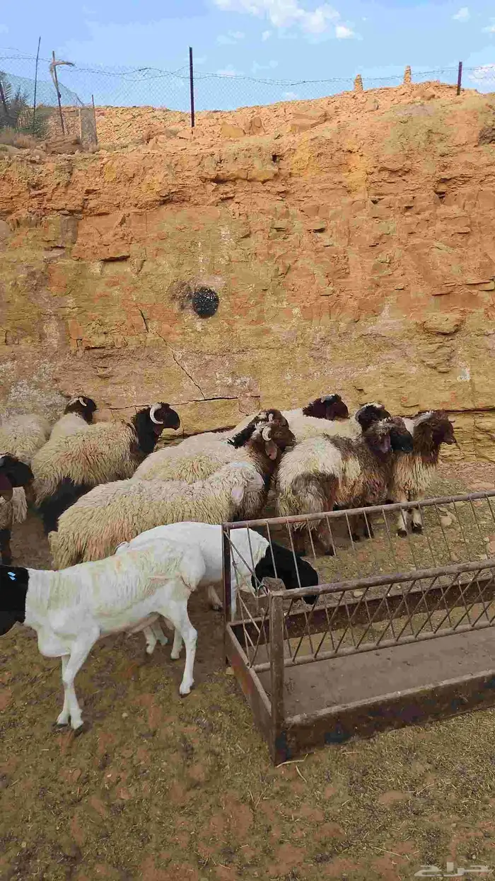 خرفان جذعان 3