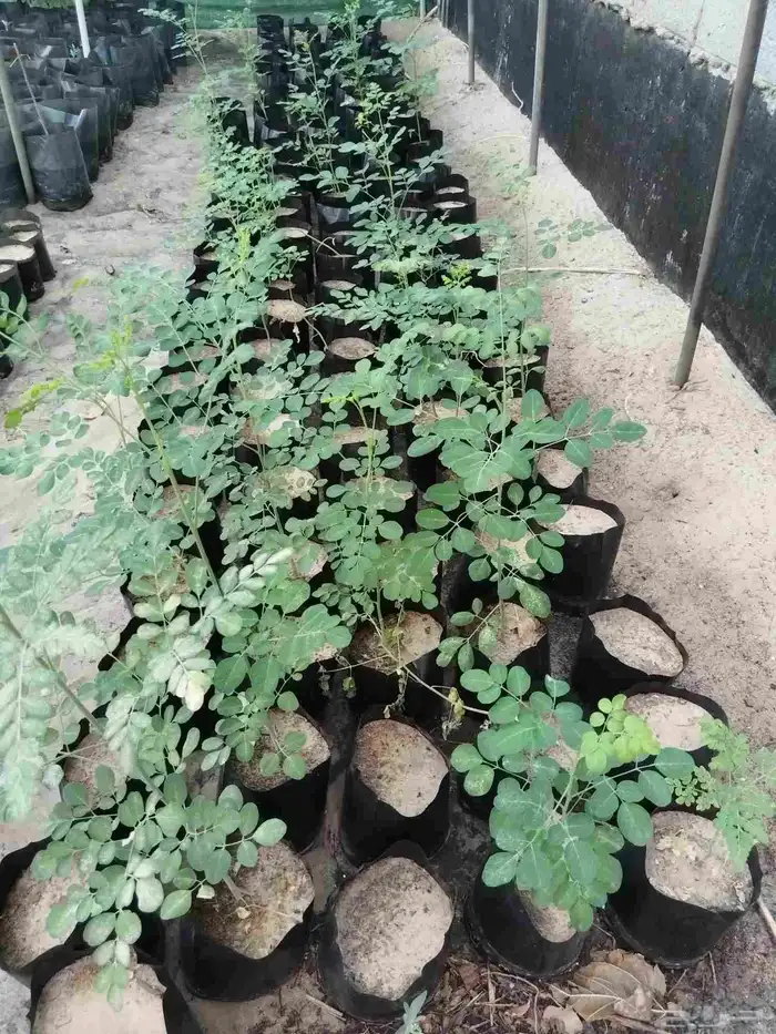 شتلات مورنقا عربي   moringa peregrina 0