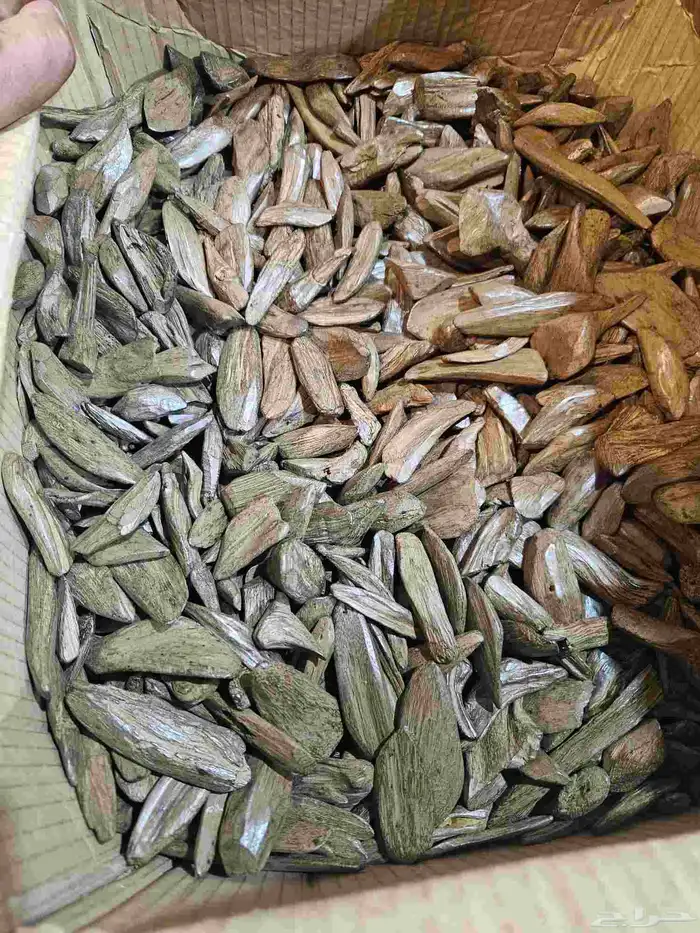 عود محسن فاخر. 0